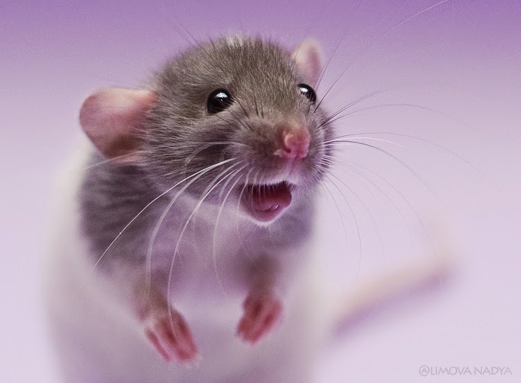 Хомяк смеется. Мышь животное. Довольная мышь. Довольная мышь. Привет крыса.