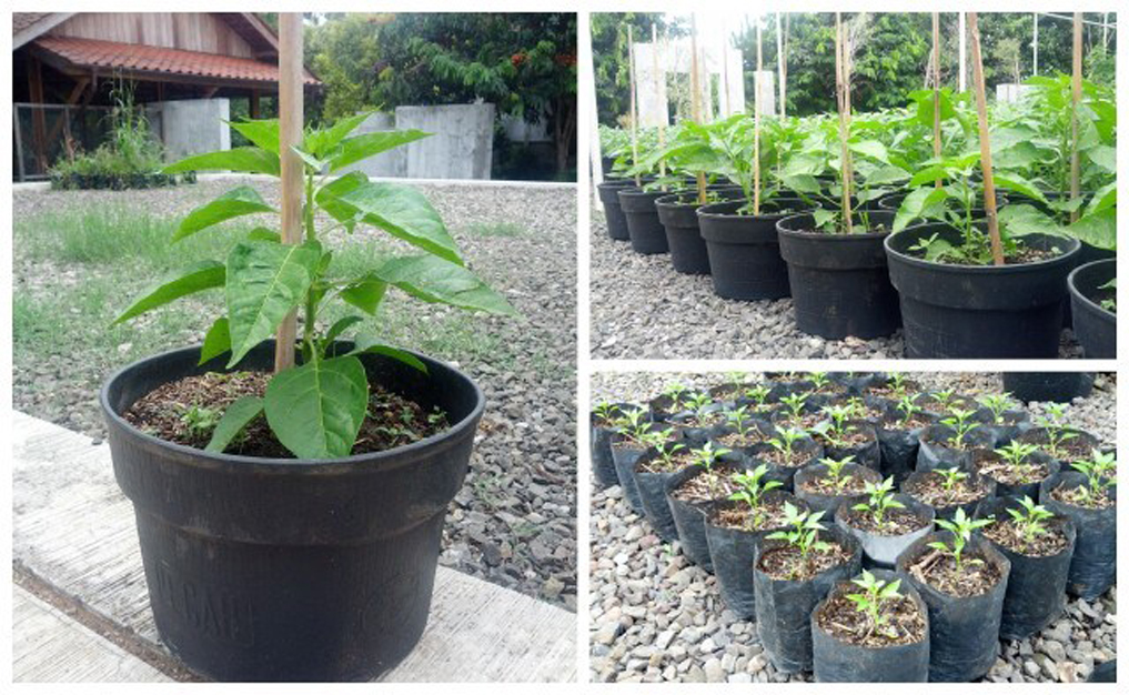 contoh proposal budidaya cabe keriting