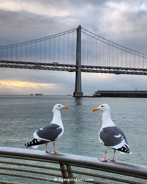 Bay Bridge and Seaguls