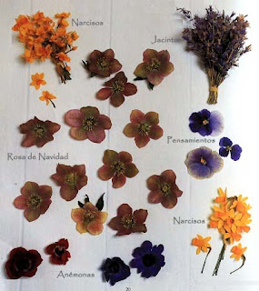 Nombre de Flores Secas para Arreglos de Primavera, Nombres Científicos y Comunes