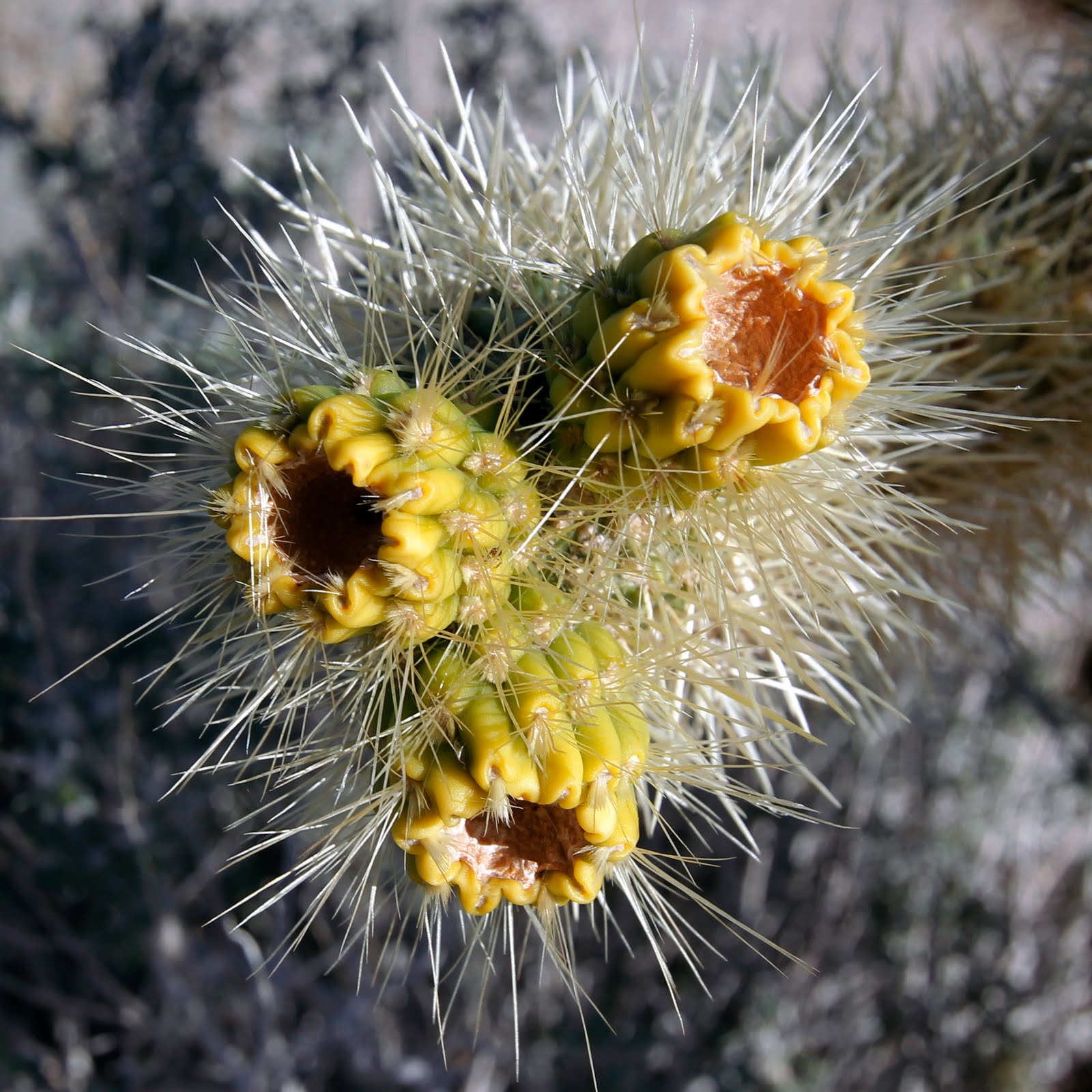 Petals to Pages Jumping Cholla Cactus