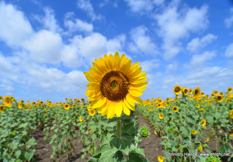 Sunflower Fields at Hiriyur enroute to Hampi eNidhi India Travel Blog