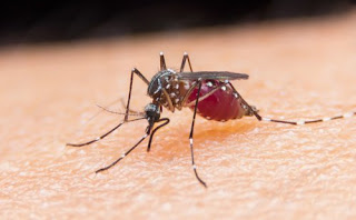 Virus Zika progresse rapidement et dépasse maintenant 18 pays
