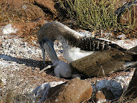 Blue Footed Boobie Feeding Her Chick