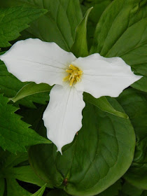 Trillium grandiflorum by garden muses-not another Toronto gardening blog