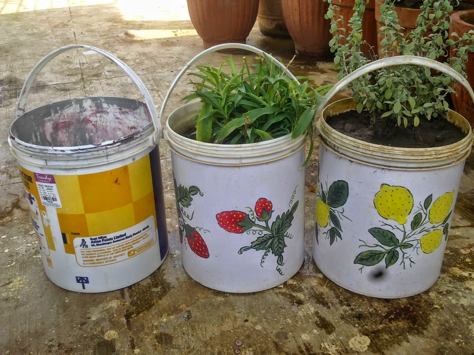Plants Growing In My Potted Garden. DIY How To Make a