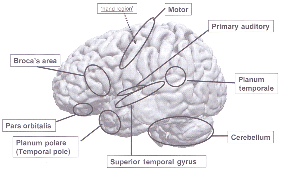 Planum temporale перевод