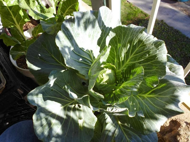 Cabbage head growing