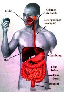 Struktur dan Fungsi Organ Pencernaan Utama dan Tambahan Pada Sistem Pencernaan Manusia