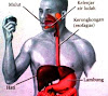 Jenis dan Fungsi Organ Pencernaan Utama dan Tambahan Pada Manusia Jenis dan Fungsi Organ Pencernaan Utama dan Tambahan Pada Manusia