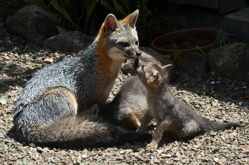Mendonoma Sightings Two Charming Photos Of Gray Foxes With Kits By