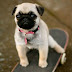 Dogs obey women more, study finds