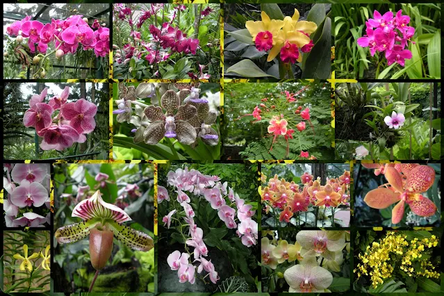 Orchids spotted on a Singapore City Break