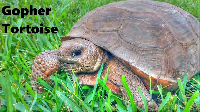 Gopher Tortoise Visit in Florida