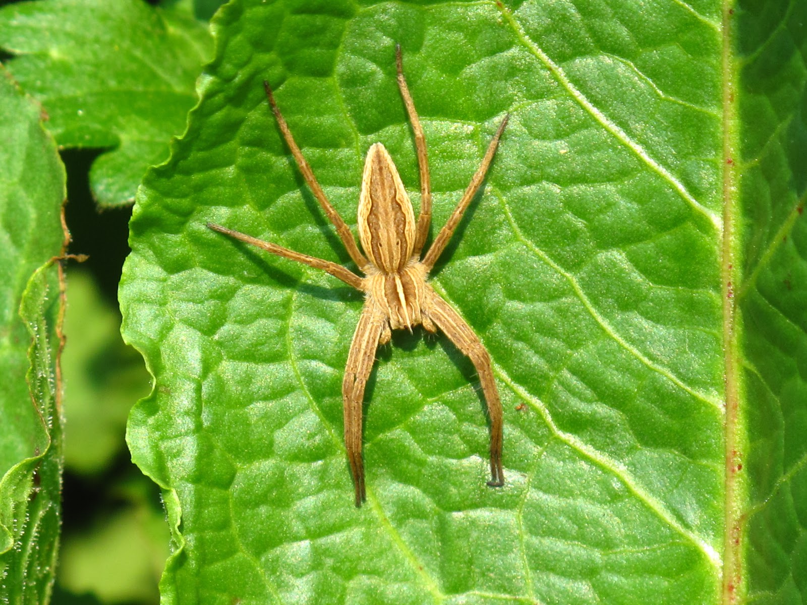 BugBlog Pisauridae Nursery web spiders