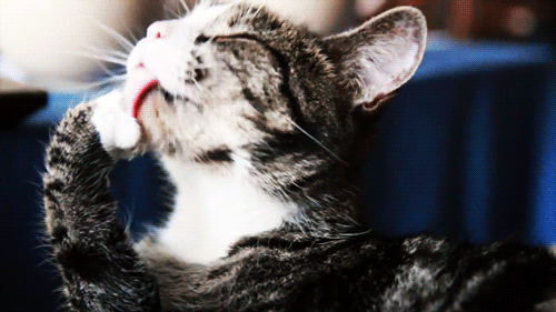 Gif animate gatti divertentissima, galleria di decine di foto! jpg (500x281)