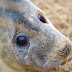 Visiting ‘our’ seals in Norfolk