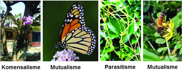 Ayo Belajar Bersama Materi Ipa Kelas 4 Saling Ketergantungan Antara Makhluk Hidup Dengan Lingkungannya