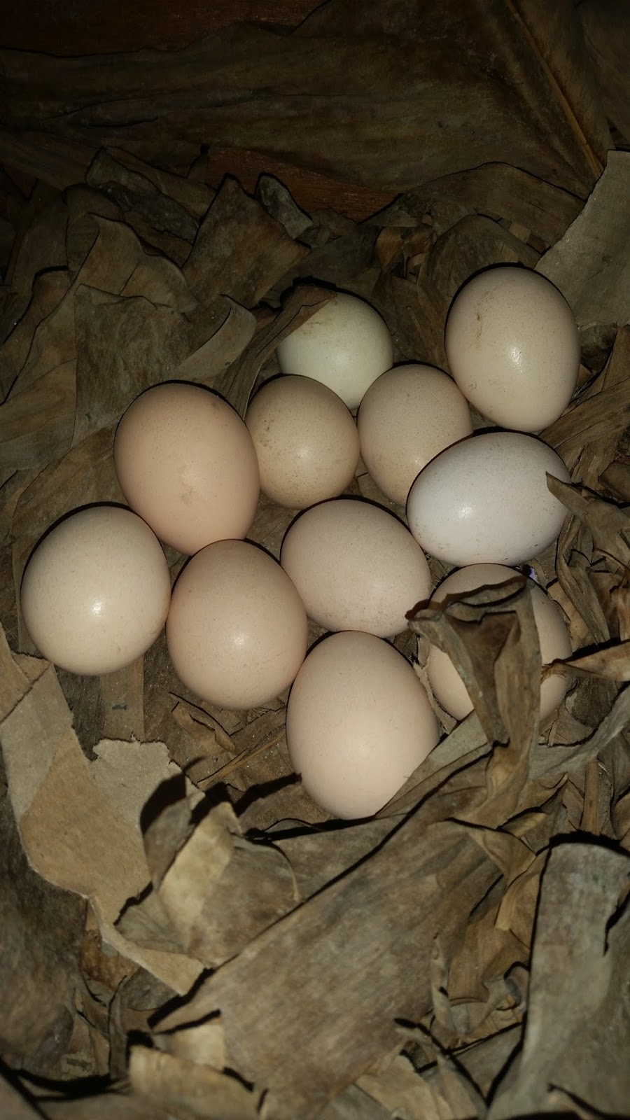 Warisan Petani Telur Ayam Kampung