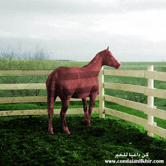 horses picture