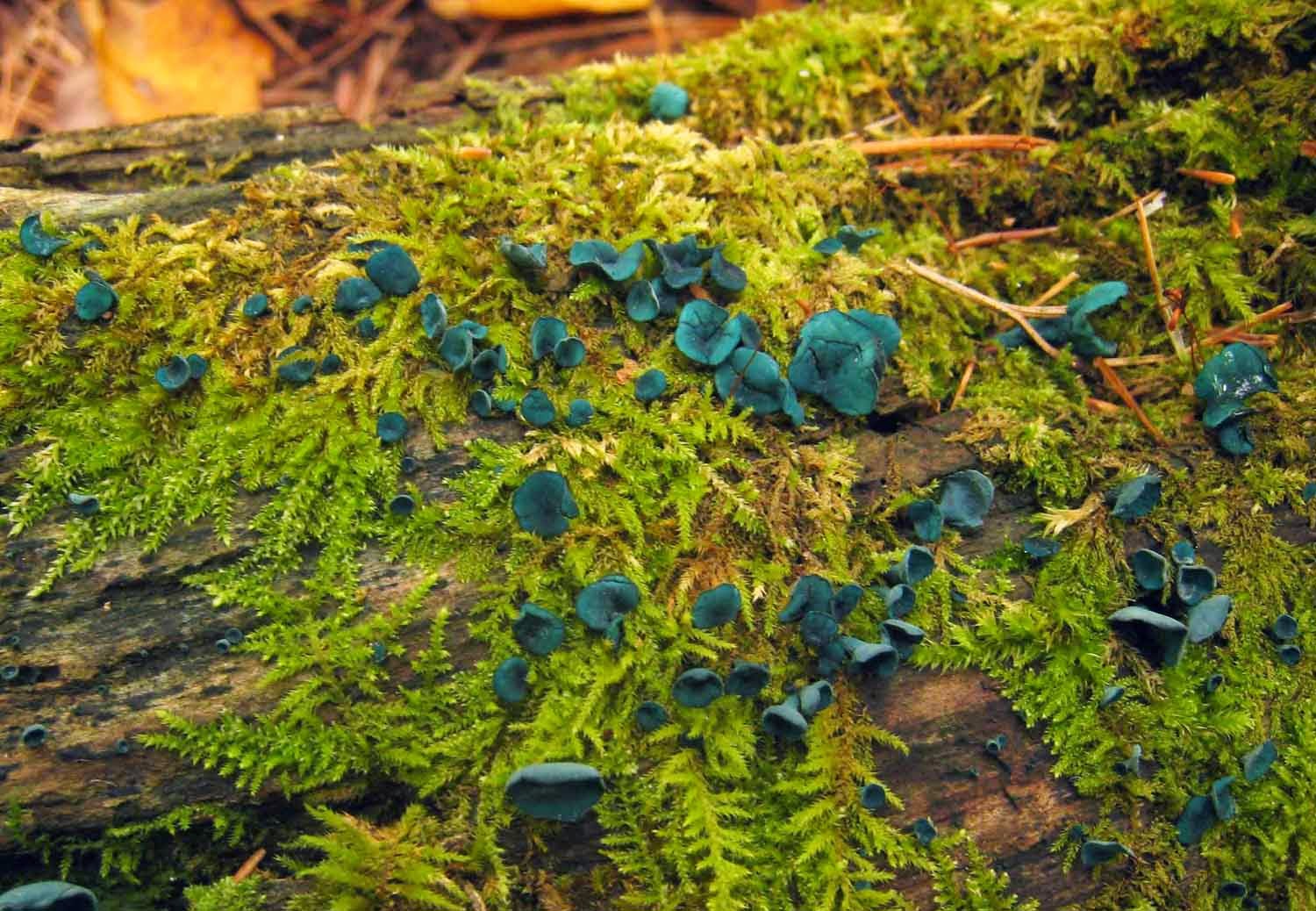 Chlorociboria produces blue-green fruit bodies.