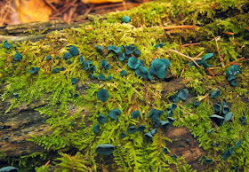 Chlorociboria produces blue-green fruit bodies.