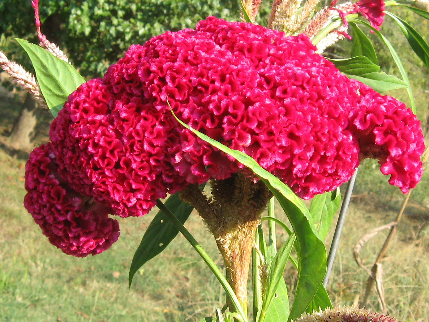 Horoz İbiği (Amaranth) Bitkisi Horoz İbiği (Amaranth) Bitkisi
