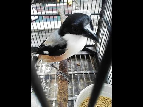 Hobi Burung Kicauan Asal Daerah Cendet Pentet Yang Paling