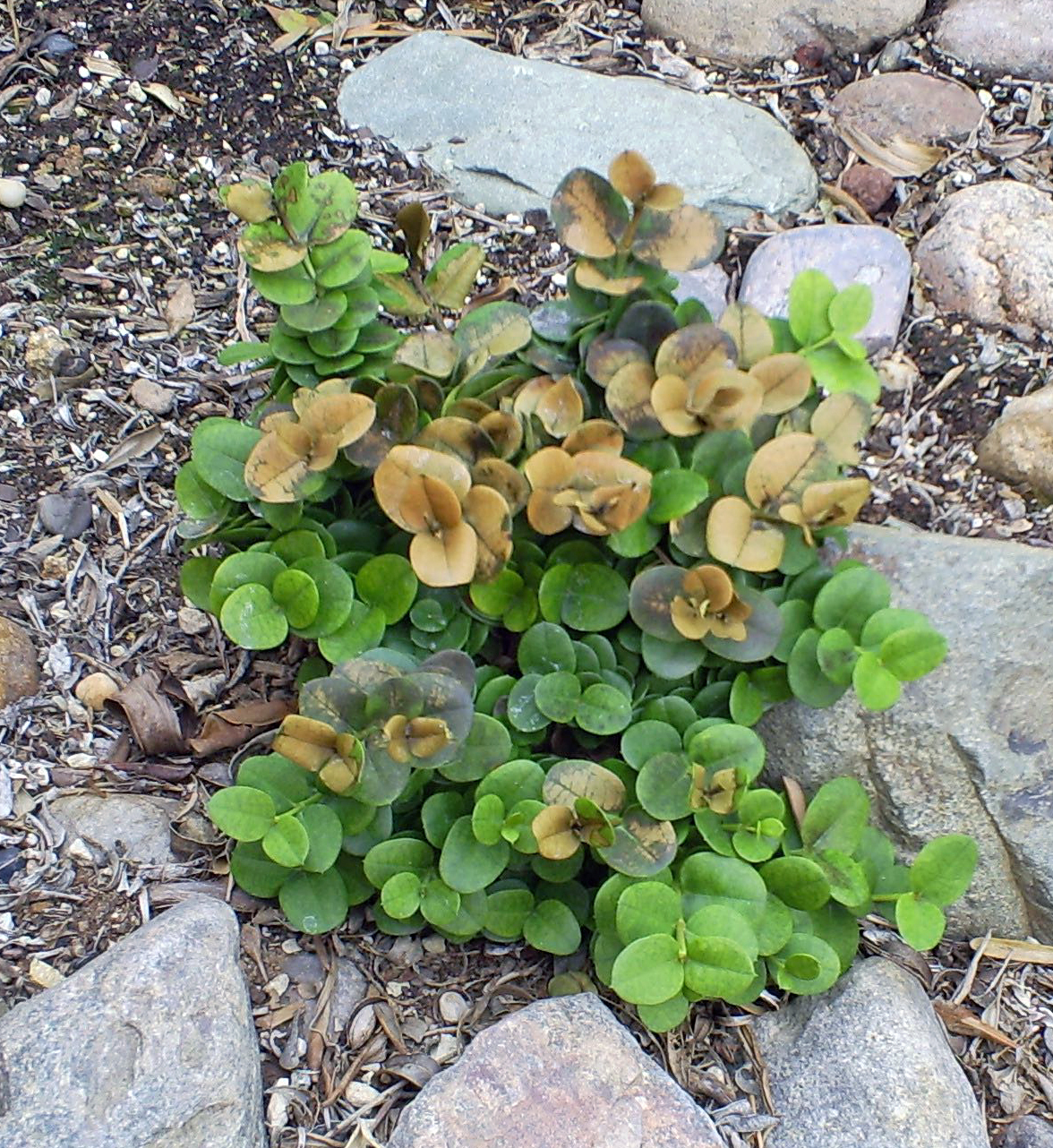 Brad's Tropical Paradise Dealing with frost damage on Natal Plum in