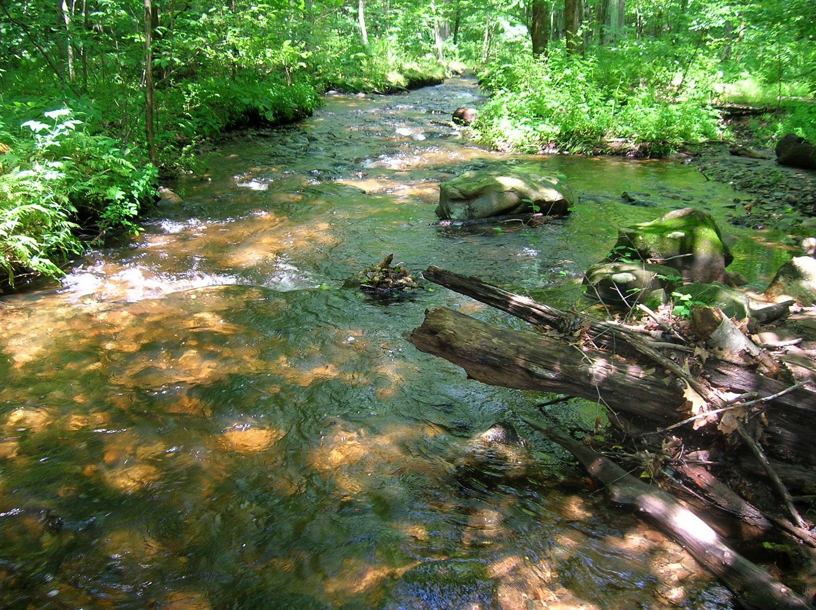 Small Stream Reflections: Brook Trout ,.... Plus