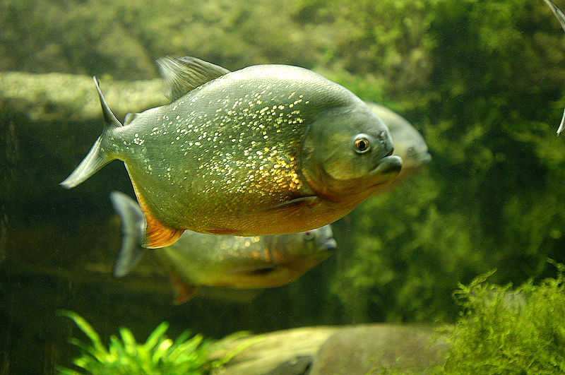 Você sabia que as piranhas também comem vegetais? :: Peixes na escola