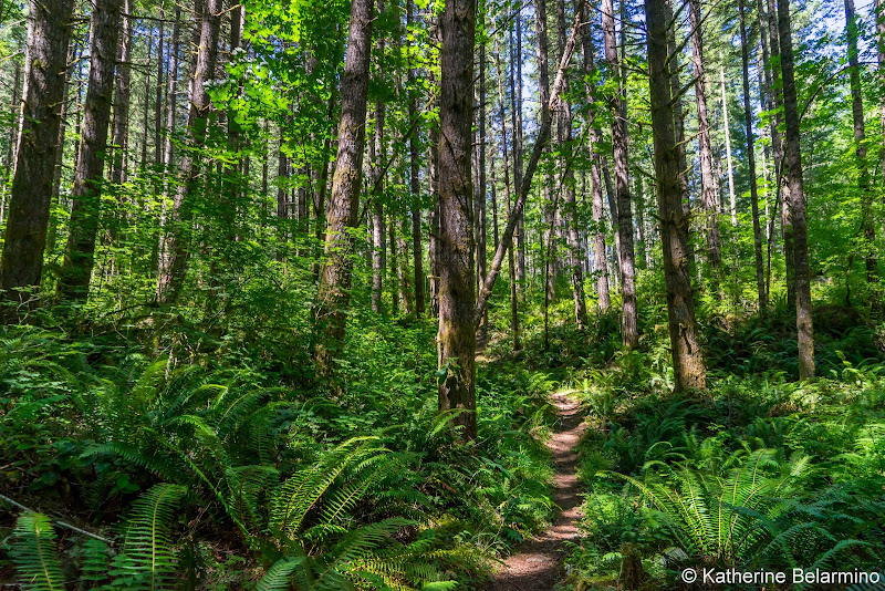 Molalla River Trails System Fern Creek Trail 5 Great Hikes in Oregon’s Mt. Hood Territory