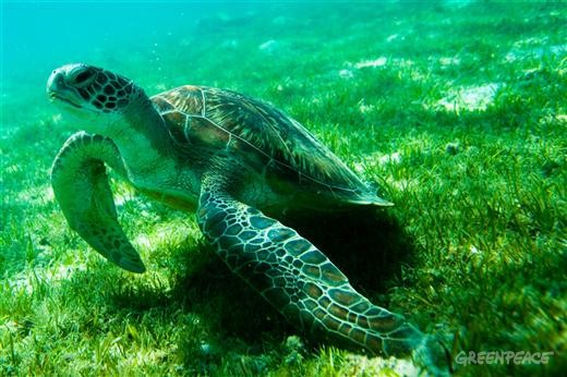 Tartaruga Verde (Chelonia mydas) Tartaruga Verde (Chelonia mydas)