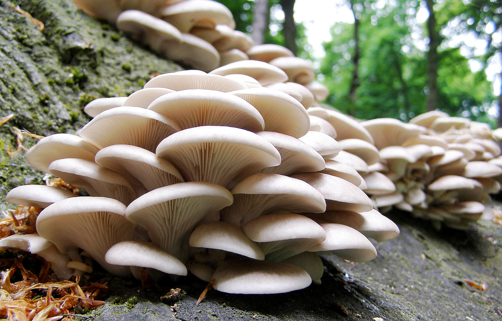 Random Jottings Oyster random-jottings-oyster