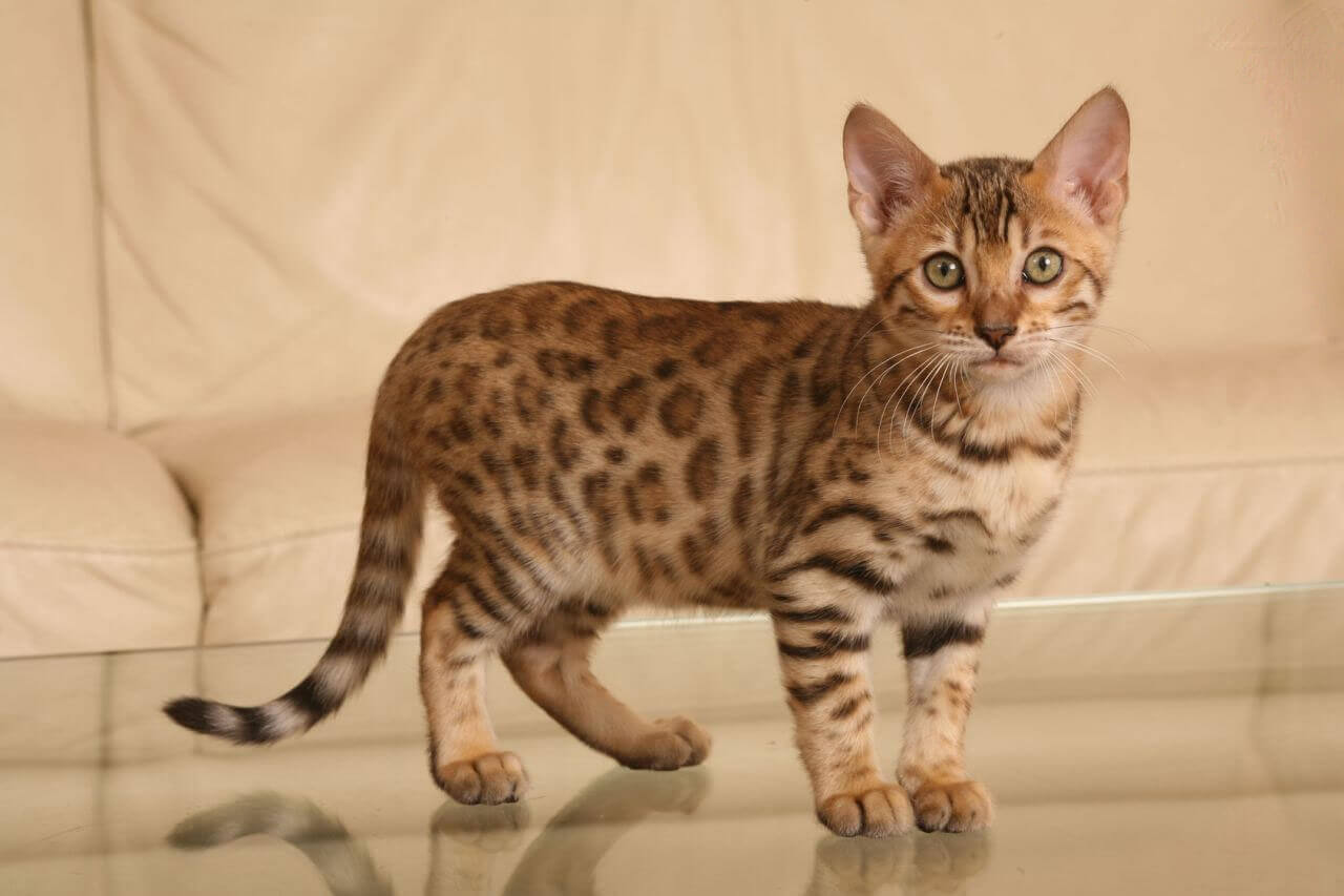Everything about your Bengal Cat Love Cats