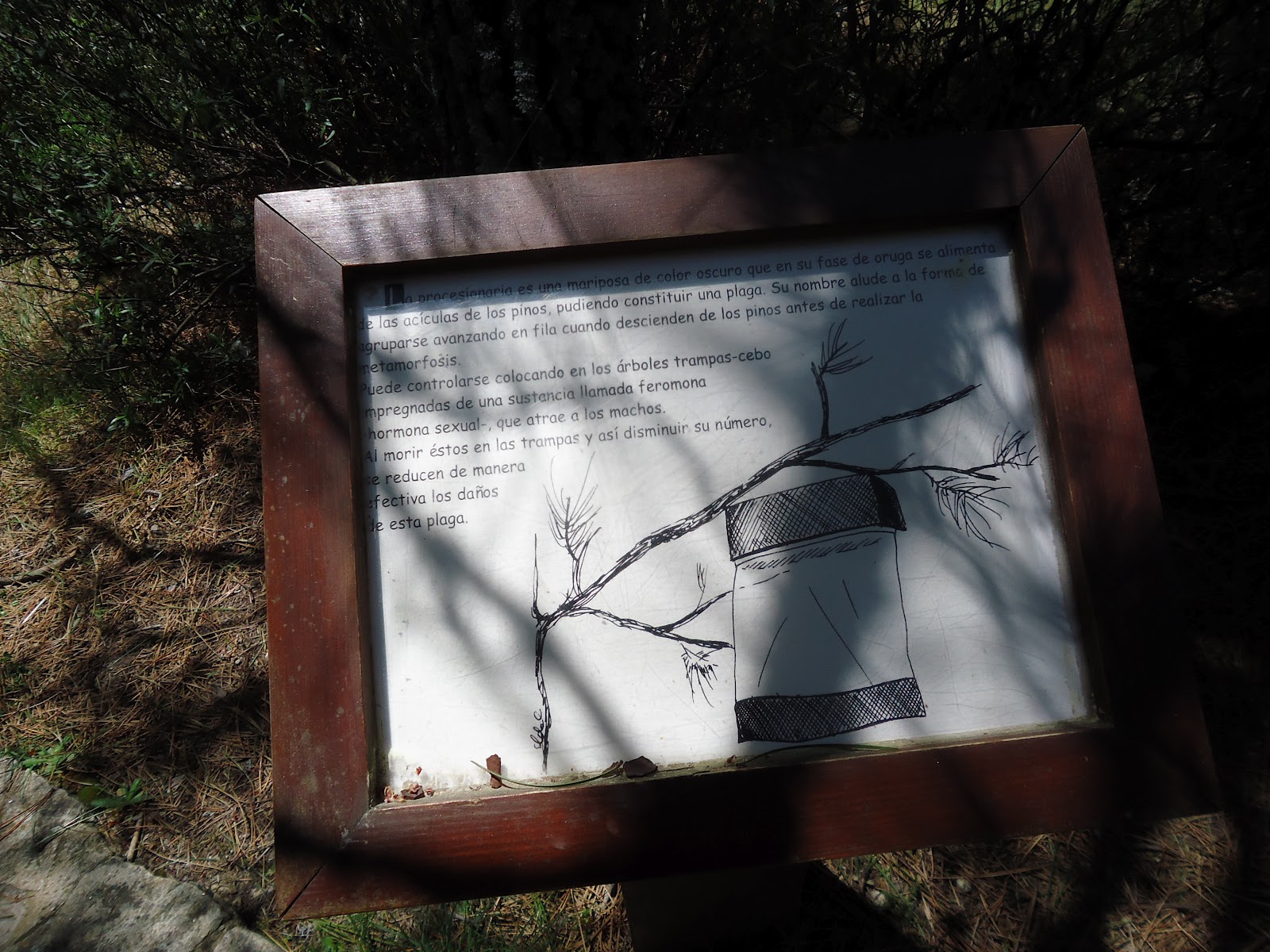 El blog de quinto ARBORETO 