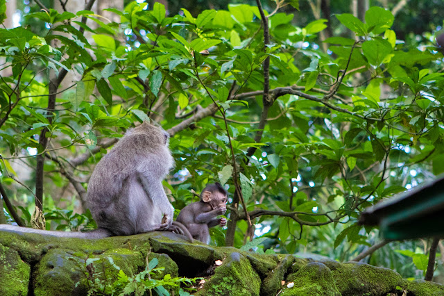 Scimmie nella Monkey forest-Ubud-Bali