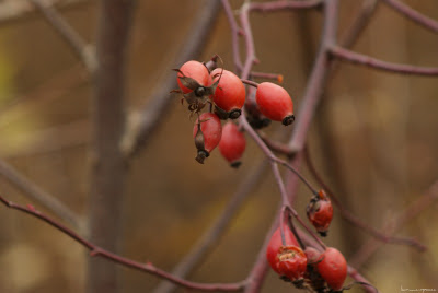 poze_toamna_autumn_l'automne_Herbst_otoño_ősz_φθινόπωρο_imagini