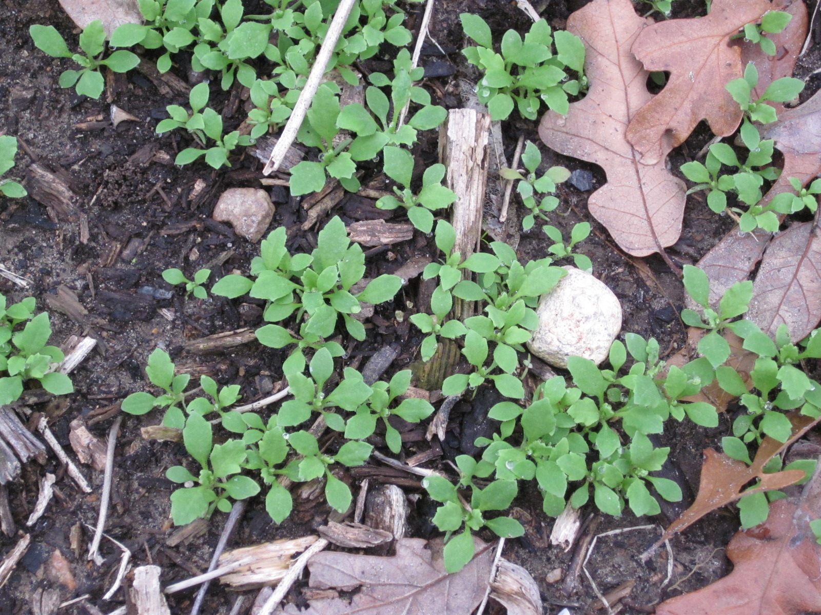 Lisa Bonassin's Garden Pictures of Seedlings in My Garden