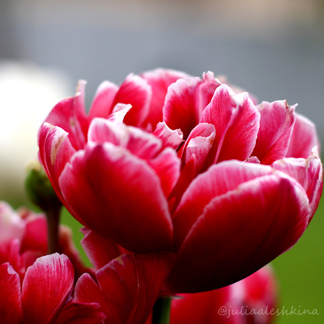потрясающие тюльпаны