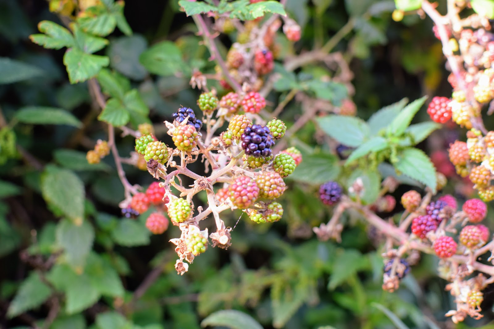 , Blackberry Picking and Making Crumble:  An Autumn Walk
