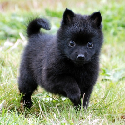 Schipperke%2Bpuppy.jpg