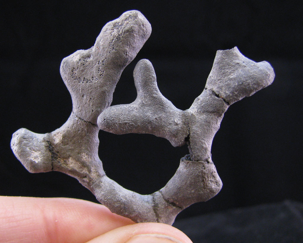 Views of the Mahantango: Atactotoechus furcatus bryozoan from the ...