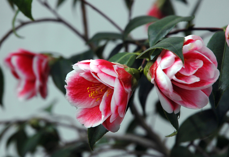 HOW TO GROW CAMELLIAS FROM SEED The Garden of Eaden