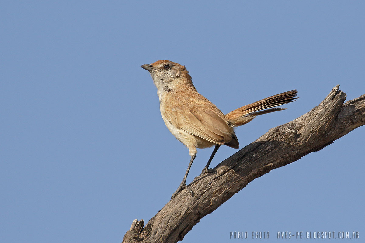 mis fotos de aves Teledromas fuscus Gallito Arena Sandy Gallito