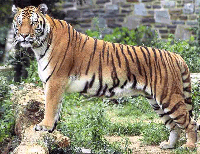 The Wild Life Review: Royal Bengal Tiger