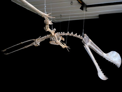 Tropeognathus skeleton