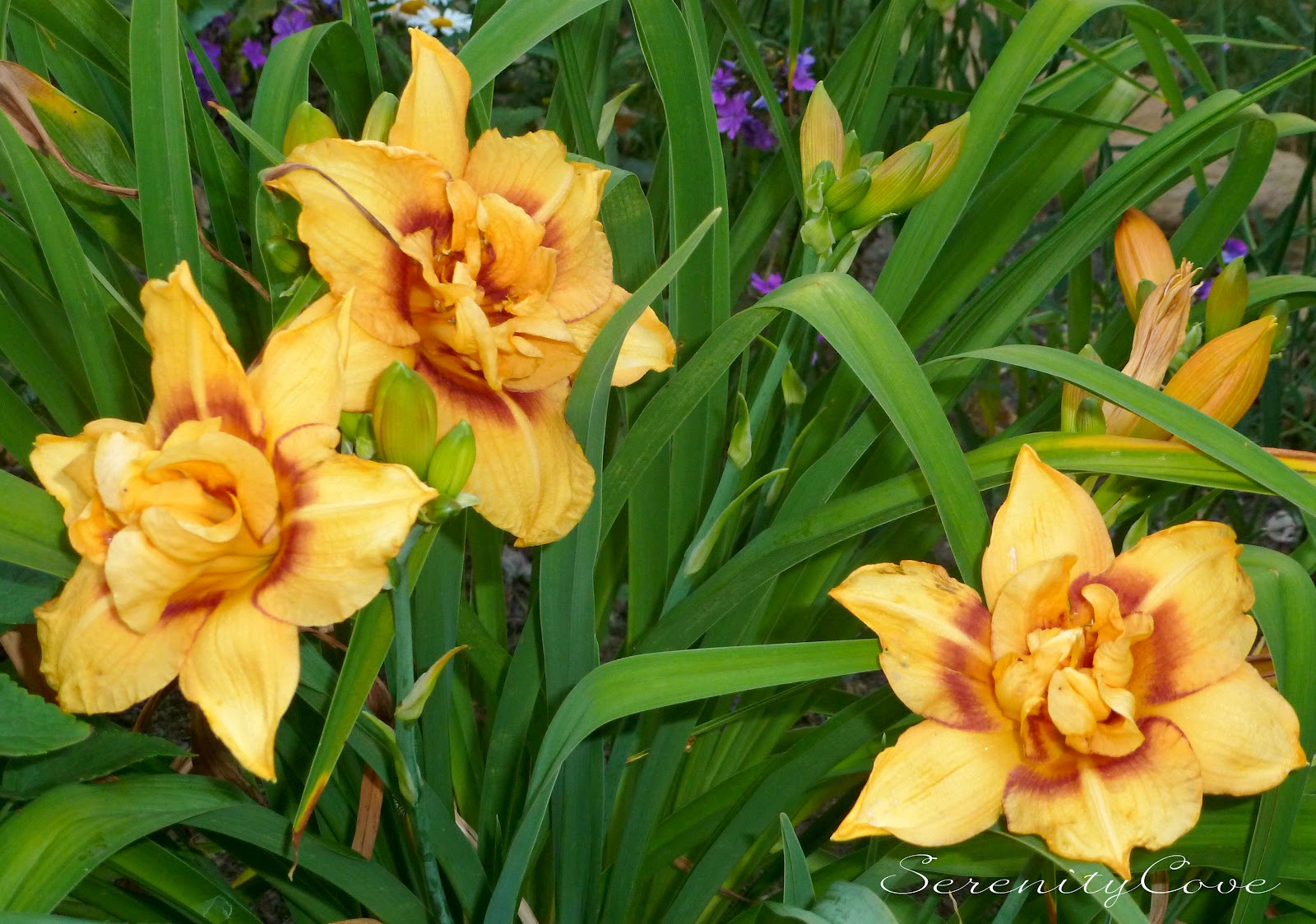 Serenity Cove Daylilies in Bloom