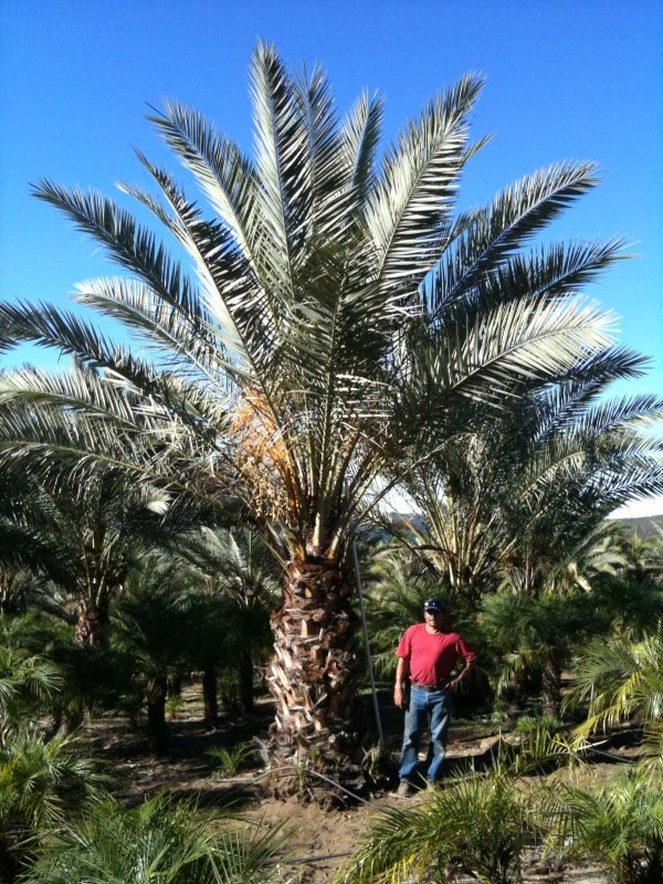 Gregory Palm Farms DATE PALMS BY THE GREGORY PALM FARMS, 7148148525