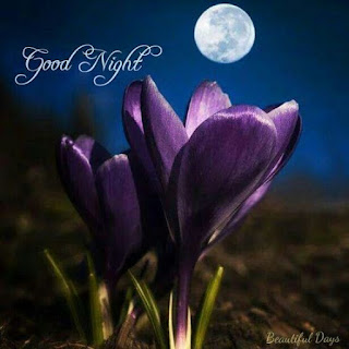 Good Night Good Night